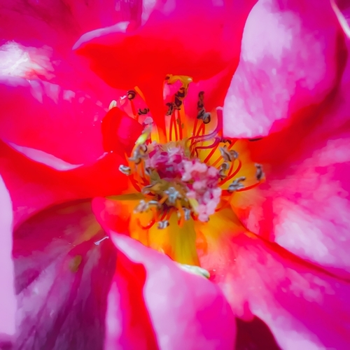 closeup blooming pink rose texture with pollen Mural by Timmy333