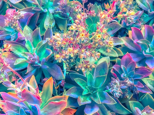 closeup succulent plant garden with blooming flowers Mural by Timmy333