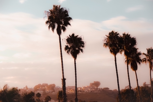 Palm tree with blue cloudy sunset sky at Shoreline Santa Barbara California USA Mural by Timmy333