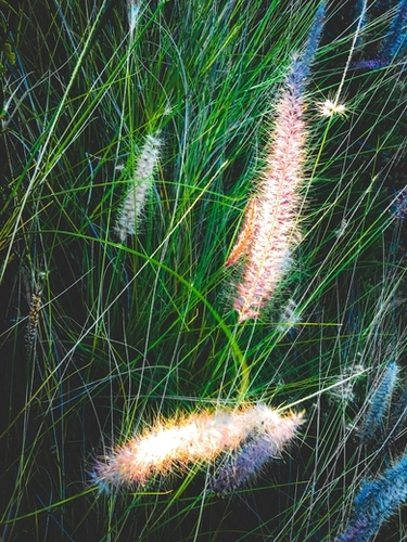 green grass field with grass flowers background Mural by Timmy333