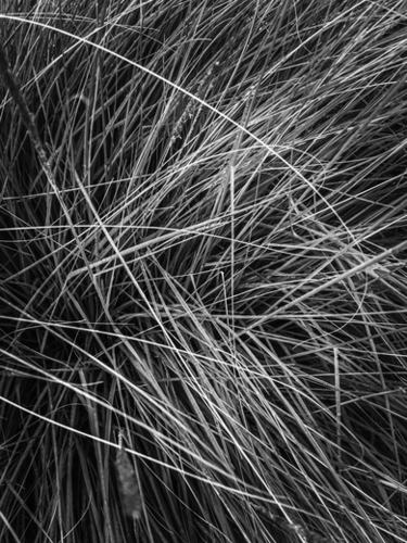 silky grass texture abstract in black and white Mural by Timmy333