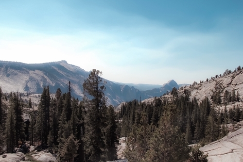 green pine tree and mountain view at Yosemite national park California USA Mural by Timmy333