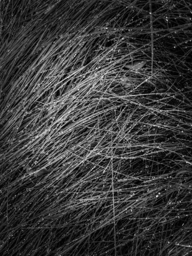 grass texture in black and white Mural by Timmy333