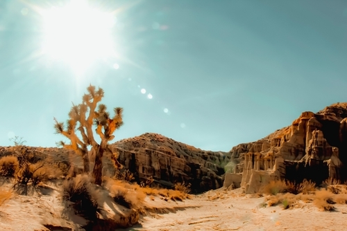 Cactus in the desert with summer light at Red Rock Canyon State Park, California, USA Mural by Timmy333