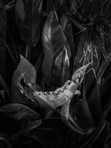 closeup bird of paradise tropical leaves texture in black and white Mural by Timmy333