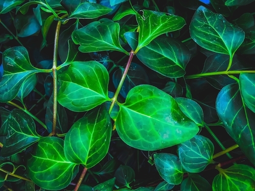 green ivy leaves plant closeup texture background Mural by Timmy333