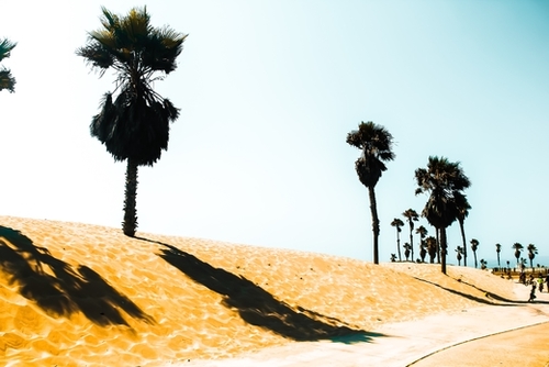 summer sandy beach and palm tree at Oxnard Beach, California, USA Mural by Timmy333