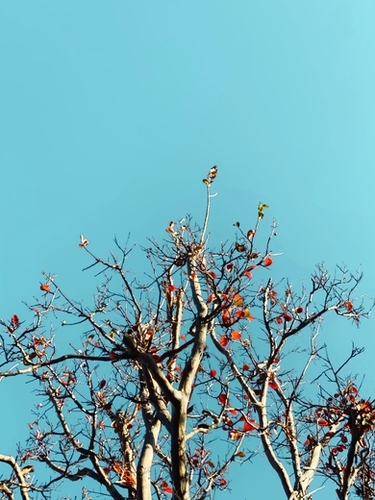 Tree branch and orange autumn leaves with blue sky Mural by Timmy333