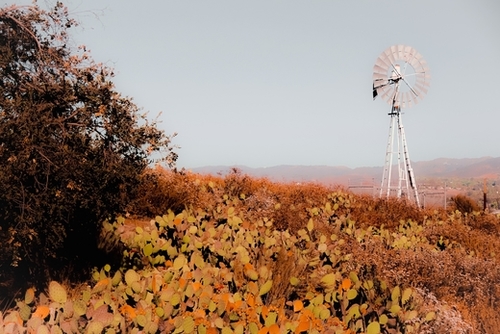 windmill and green cactus garden with mountain view and blue sky background Mural by Timmy333
