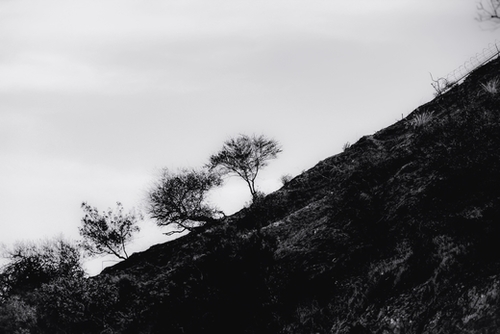 tree on the mountain at California USA in black and white Mural by Timmy333