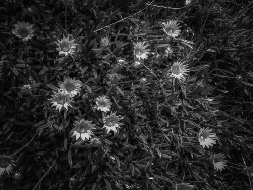 closeup blooming flowers field in black and white Mural by Timmy333