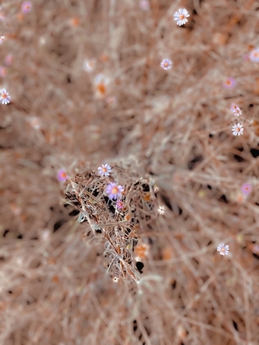 blooming pink and white flowers with dry grass background Mural by Timmy333