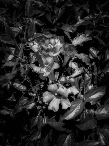 closeup blooming flowers texture in black and white Mural by Timmy333