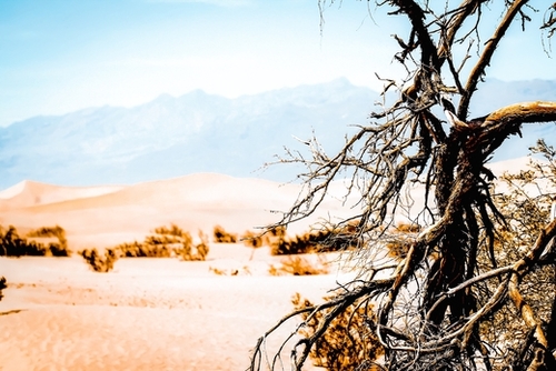 Tree branch with sand desert and mountain view at Death Valley national park California USA Mural by Timmy333