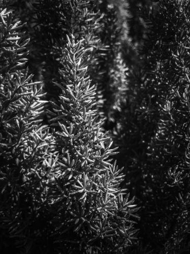 closeup spiky succulent plant in black and white Mural by Timmy333