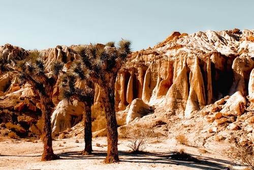 Desert and cactus at Red Rock Canyon State Park California USA Mural by Timmy333