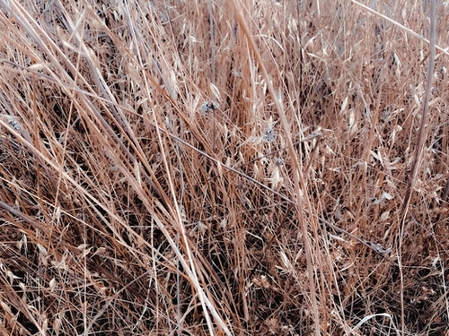 dry brown grass field texture abstract background Mural by Timmy333
