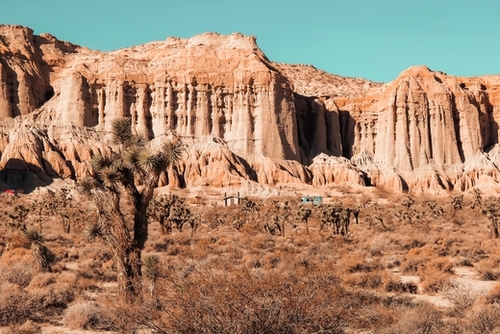 Cactus in the desert at Red Rock Canyon State Park California USA Mural by Timmy333