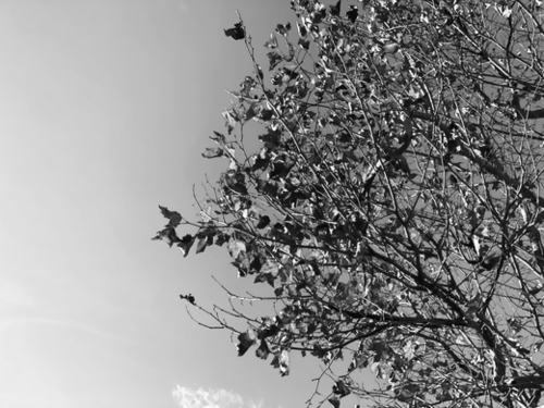 tree branch with clear sky background in black and white Mural by Timmy333
