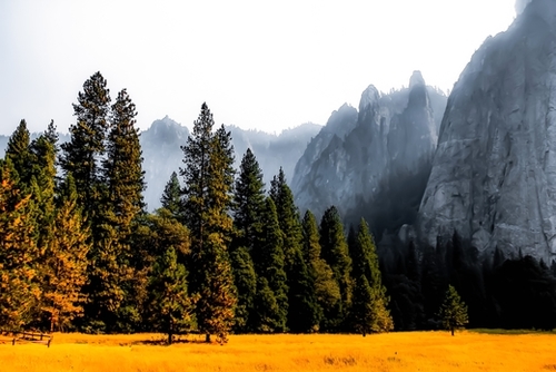 pine tree with mountains background at Yosemite national park, California, USA Mural by Timmy333