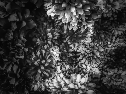 blooming flowers abstract background in black and white Mural by Timmy333