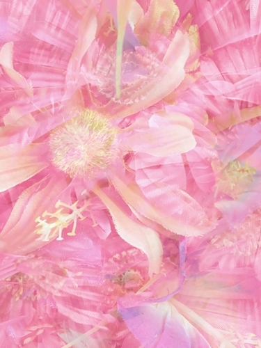 blooming pink daisy flower abstract background Mural by Timmy333
