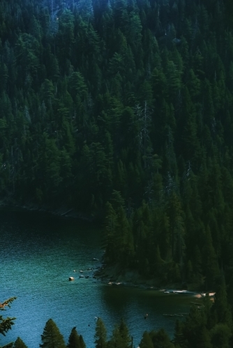 green pine tree and blue water at Emerald Bay Lake Tahoe California USA Mural by Timmy333