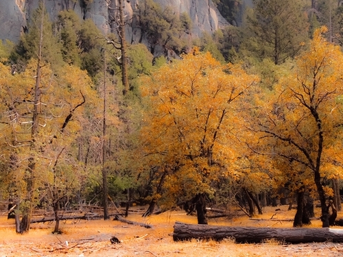autumn tree garden at Yosemite national park California USA Mural by Timmy333