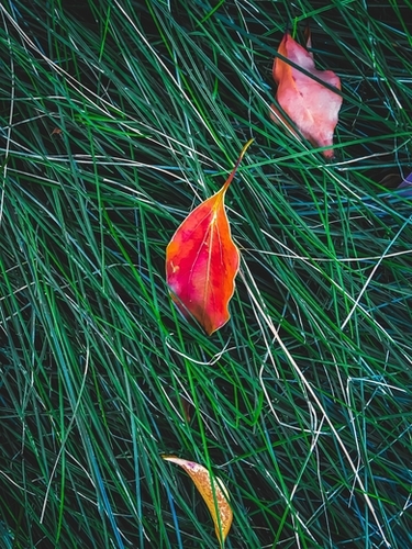 closeup orange leaves on the green grass field Mural by Timmy333