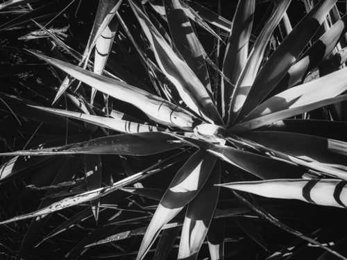 leaves texture abstract background in black and white Mural by Timmy333