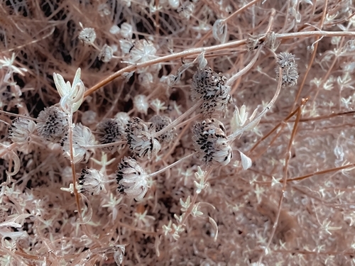 blooming dry flowers with brown dry grass background Mural by Timmy333