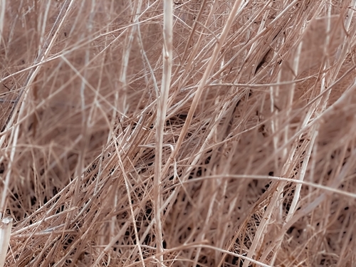 Closeup brown dry grass field texture abstract Mural by Timmy333