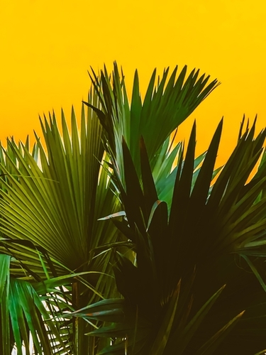 Closeup green tropical palm leaves with yellow background Mural by Timmy333