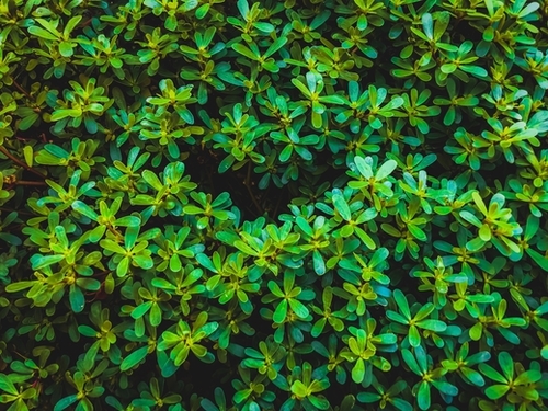 green leaves plant texture background Mural by Timmy333