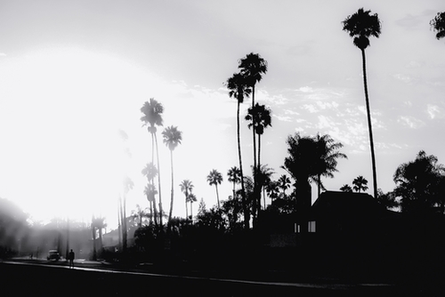 palm tree with sunset sky in California in black and white Mural by Timmy333