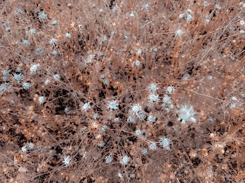 blooming dry flowers with brown dry grass abstract background Mural by Timmy333