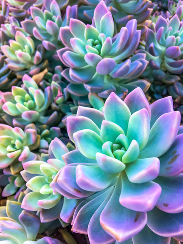 closeup green and pink succulent plant garden background Mural by Timmy333
