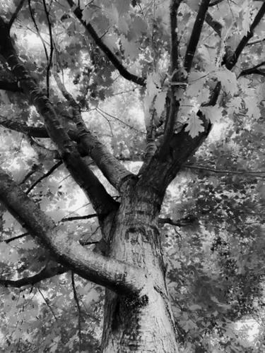closeup big tree branches in black and white Mural by Timmy333