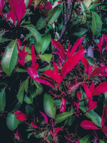 closeup green leaves and red leaves plant background Mural by Timmy333