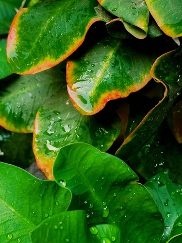 Closeup green tropical leaves plant texture background Mural by Timmy333