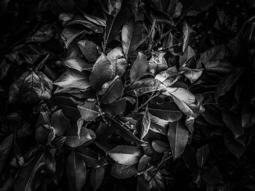 closeup leaves texture background in black and white Mural by Timmy333