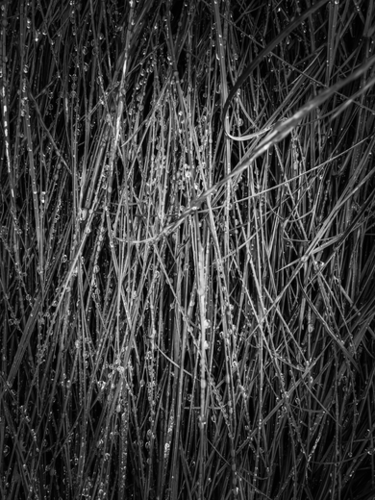 silky grass texture in black and white Mural by Timmy333