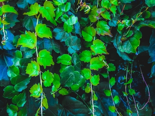 green ivy leaves texture background Mural by Timmy333