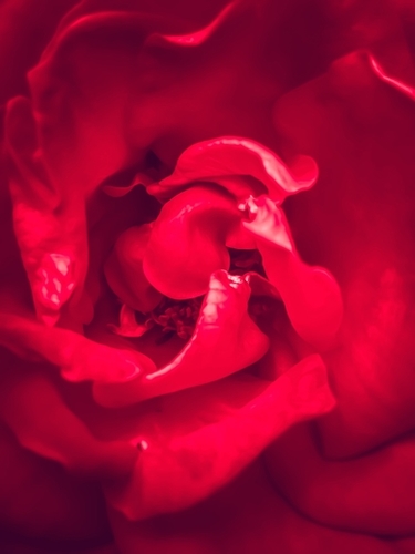 closeup red rose Mural by Timmy333