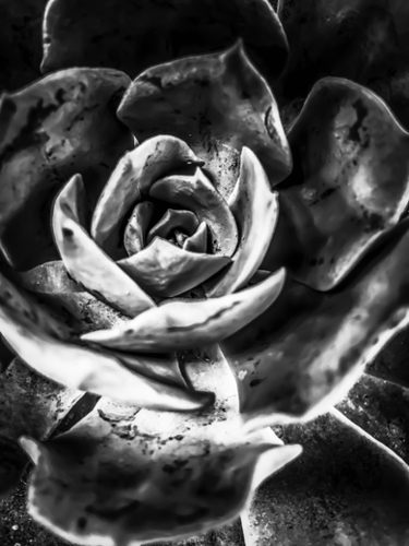 closeup succulent plant in black and white Mural by Timmy333