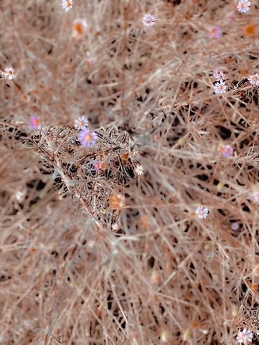 blooming white and pink flowers with dry brown grass background Mural by Timmy333
