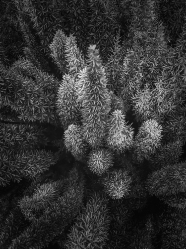 closeup succulent plant garden in black and white Mural by Timmy333