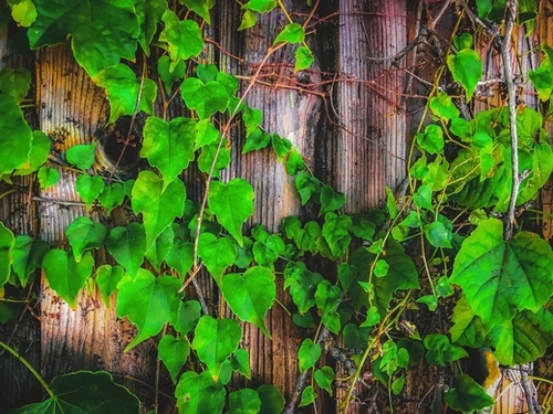 closeup green ivy leaves with wood wall background Mural by Timmy333