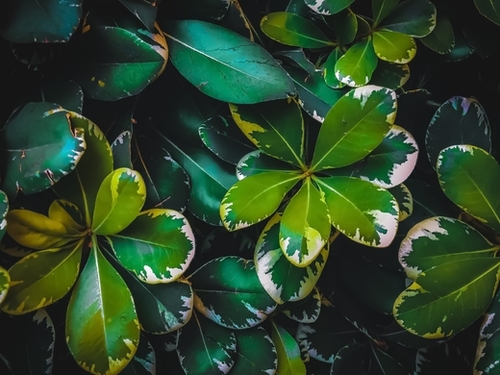 closeup green leaves texture background Mural by Timmy333