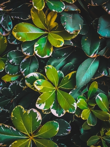 green leaves plant texture background Mural by Timmy333